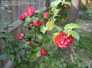 rose of winter,japonicas